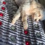 A heating pad with infrared deep heat of the highest quality